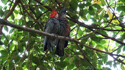 A Happy Anniversary Date – Gang Gang Cockatoo