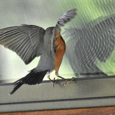 You can save lives of birds by preventing them from crashing into windows