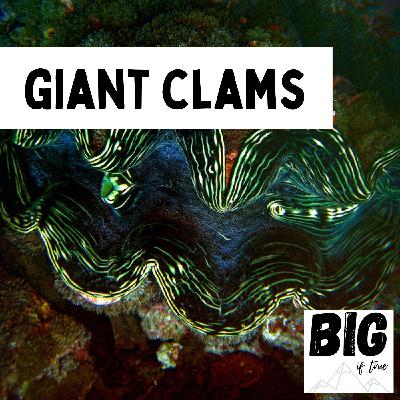 Giant Clams