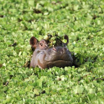 HIPPOS‼️