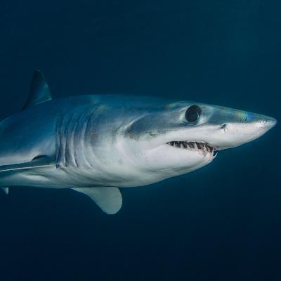 Ataques de tiburones