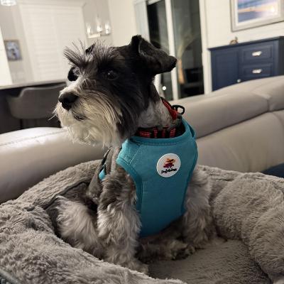 Healing Power of PEMF Therapy for Pets Healing Power of PEMF Therapy for Pets