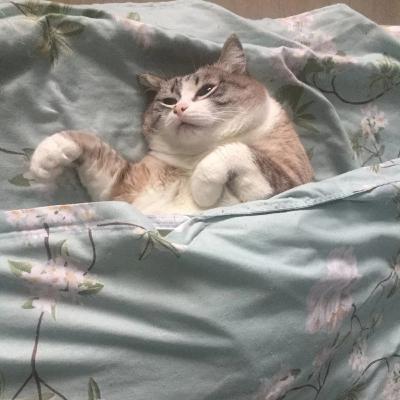 PlayboiCarti - cancun