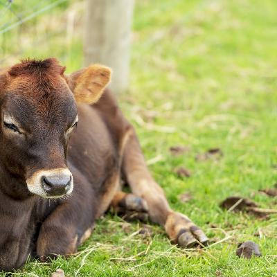 Die Tierdocs : Färse löst spezielle Rätsel