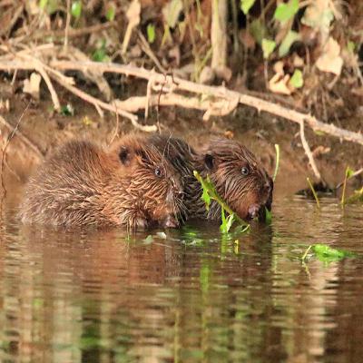 A Night with Wild Beavers: Captivating Encounters in the West Country