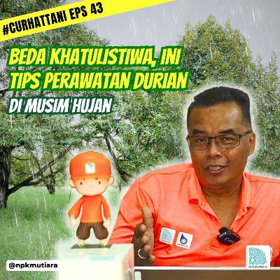 REPOT GAK TUH?! DURIAN PANEN DI MUSIM HUJAN DI KALA PERLU SINAR MATAHARI | CurHatTani #43