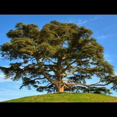 Espiritualidade: Oportunidade de crescer como o cedro do Líbano
