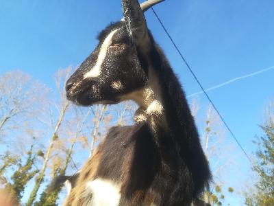 De l'empathie agricole