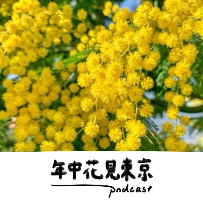 黄色に染まるミモザのお花見【#47】