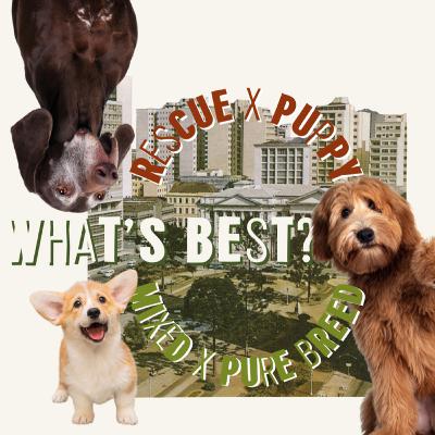 What’s best: Rescue or puppy? Mixed or pure breed?