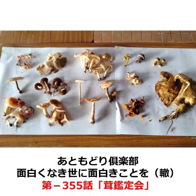 第−355話　茸鑑定会