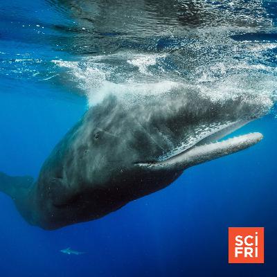 What a sperm whale’s birth tells us about whale culture