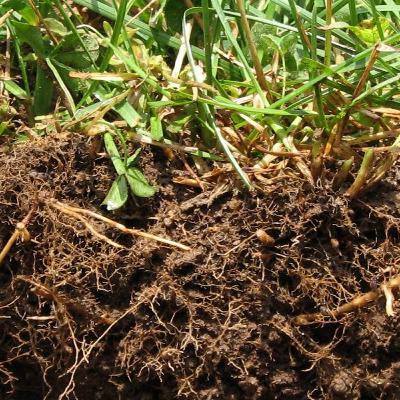 Episode 1: What does organic matter do for your soil? Episode 1: What does organic matter do for your soil?