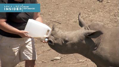 Tiniest poaching victims find home & family at Africa’s rhino orphanages