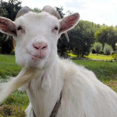 We Picked the GOAT Premier League XI | Evergreen