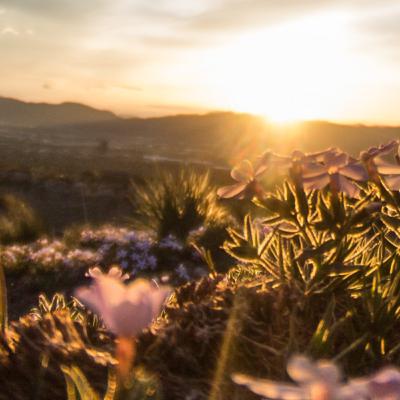 Um amor irrevogável Um amor irrevogável