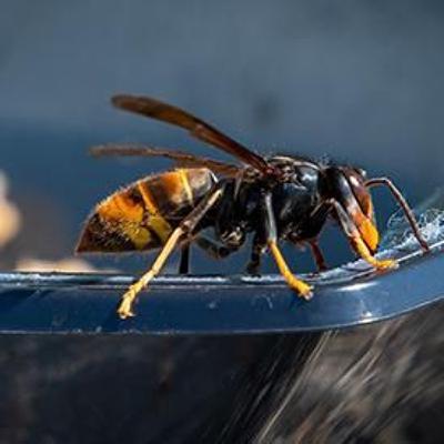 Snapshot-Keeping the yellow-legged hornet out of the kiwifruit industry Snapshot-Keeping the yellow-legged hornet out of the kiwifruit industry