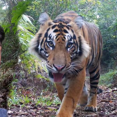 [Ep13] La recherche du TIGRE !