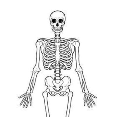 The Skeletal System The Skeletal System