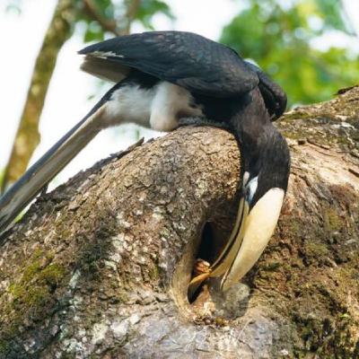 Hornbill – the Lockdown Bird Hornbill – the Lockdown Bird