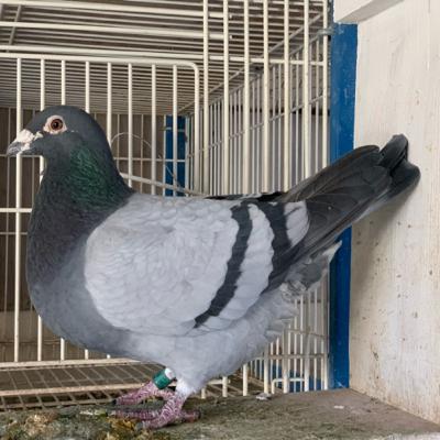 Episode 10: Homing Pigeons Part 2