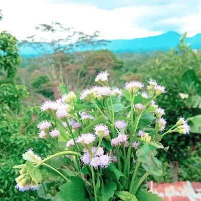 Tahun Baru (Harapan lama) Tahun Baru (Harapan lama)