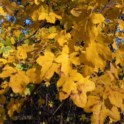 Ep 18. Farewell Horse Chestnut...Hello Field Maple!