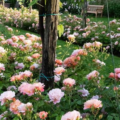 Episode 1472 - Jo’s Place Episode 1472 - Jo’s Place