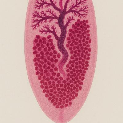 EP030-各種奇特寄生蟲(中)-海獸胃腺蟲、中華肝吸蟲、豬肉絛蟲、日本海裂頭絛蟲等