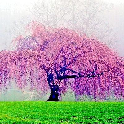 The Widow's Lament in Springtime by William Carlos Williams The Widow's Lament in Springtime by William Carlos Williams