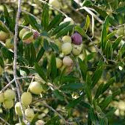 Bitkilerin Dilinden/Eğitici Hikaye