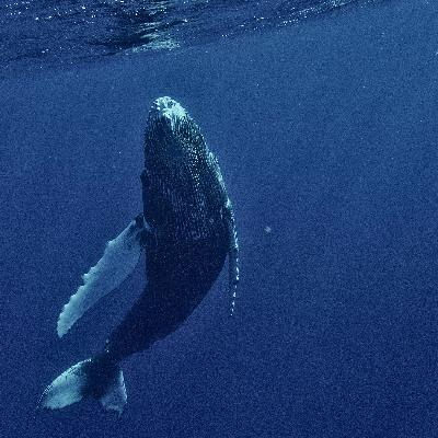 Why Are Whales So Big? with Nick Pyenson! Why Are Whales So Big? with Nick Pyenson!