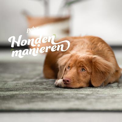 Afl. 9: Help mijn hond is bang, wat nu!?