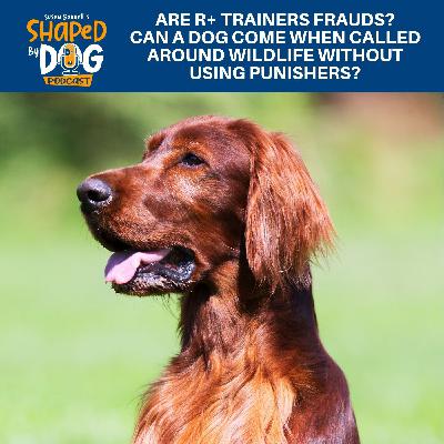 Are R+ Trainers Frauds? Can A Dog Come When Called Around Wildlife Without Using Punishers? #305