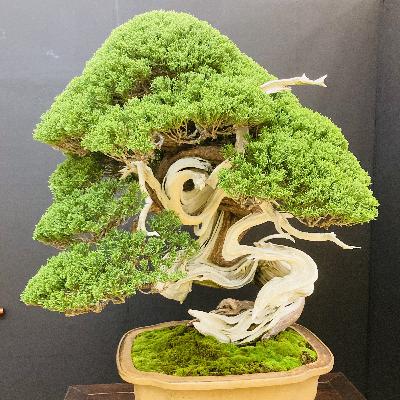 #20 「小さくて古い」という美しさ。盆栽の世界をのぞきに【草とか石とかのラジオ】