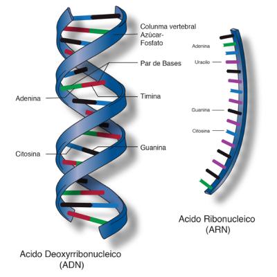 Sumativa 5 Ácidos Nucleicos
