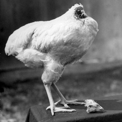 La Historia de Mike el Pollo Que vivió Año y Medio sin Cabeza