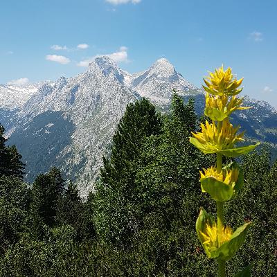 The Garden in the Sky - Schachen alpine garden
