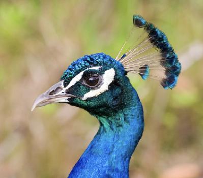 Parties...Pride...and Peacocks