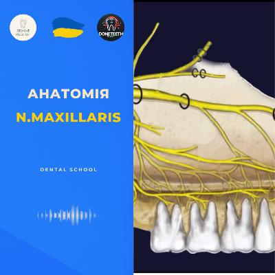 Анатомія N. MAXILLARIS Анатомія N. MAXILLARIS