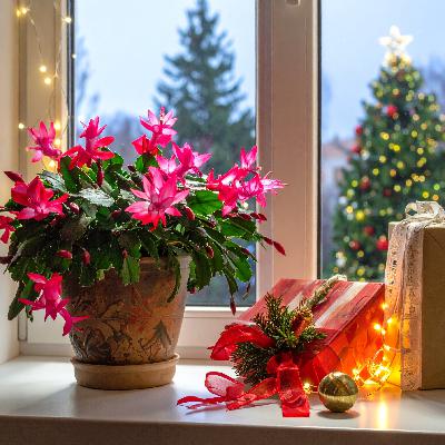 Der Weihnachtskaktus - Exot aus Brasilien