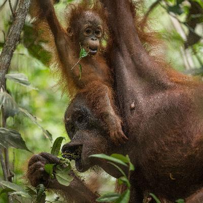 Secrets of the Orangutan Cycle