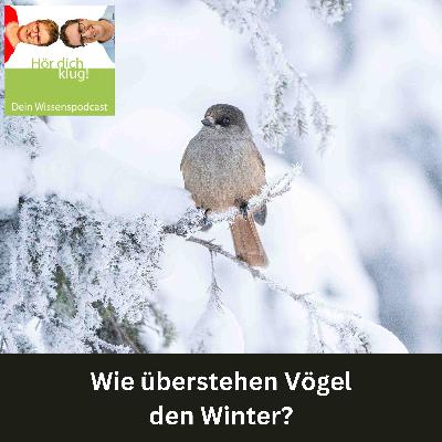 Wie überstehen Vögel den Winter?