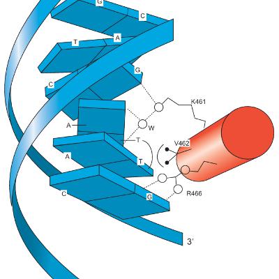 Transcription Activators in Eukaryotes( CMB part 10) Transcription Activators in Eukaryotes( CMB part 10)