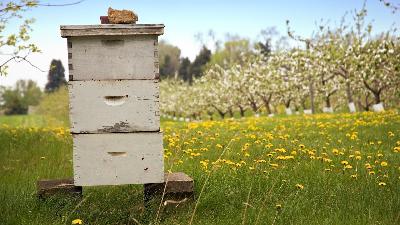 Honeybee Worries Pt 2