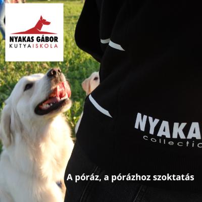 A póráz, a póráz használata; Kutya Brancs Nyakas Gáborral - Podcast A póráz, a póráz használata; Kutya Brancs Nyakas Gáborral - Podcast