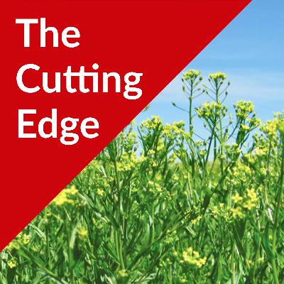 Episode #38: Winter Camelina as an Oilseed Crop