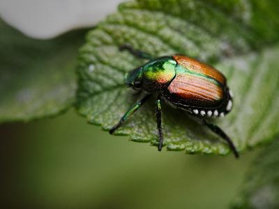 THE BEETLE WHO WENT ON HIS TRAVELS by HCA