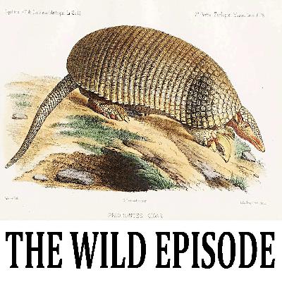 Giant Armadillo : Big is Beautiful I