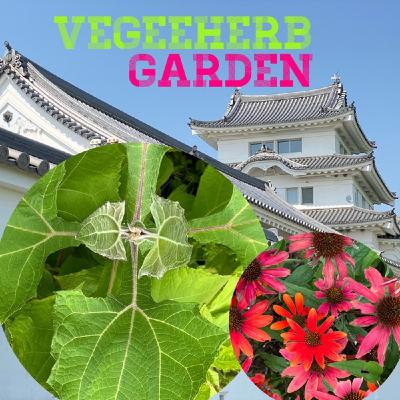 荒れて乱るる心の状態⁉️【庭畑通信】